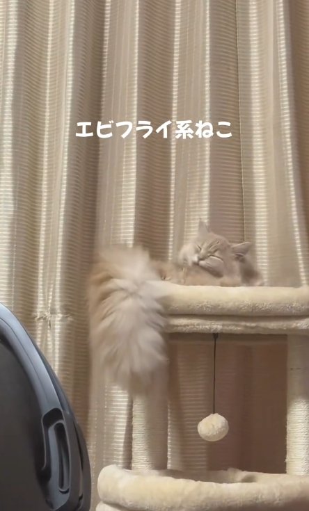 キャットタワーの上にいる猫