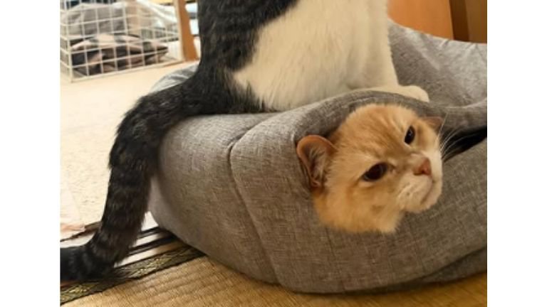 猫の上に乗っている猫