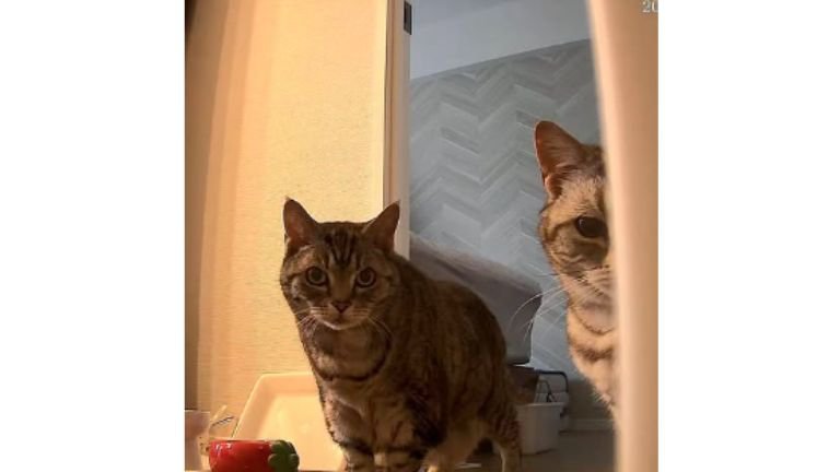 室内にいる猫