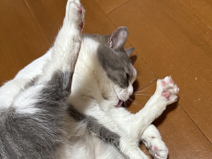 毛づくろいをしている猫