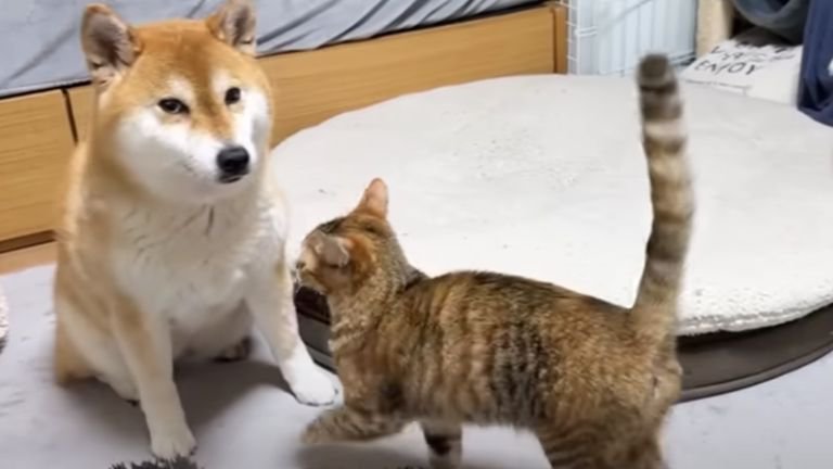 室内にいる猫と柴犬