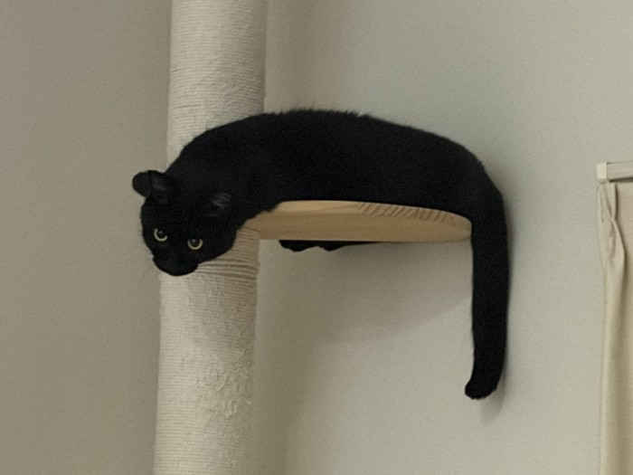 キャットタワーの上にいる黒猫の様子