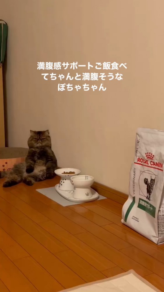 壁にもたれて座っているぽちゃちゃん