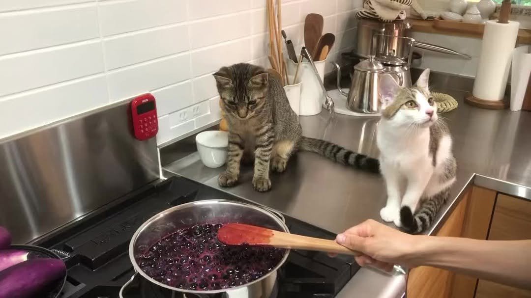 料理を見ている猫