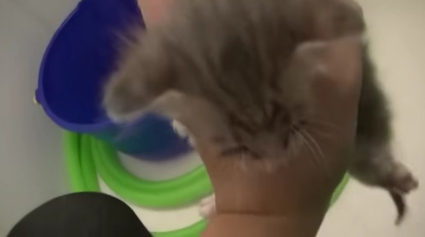 バケツの上で抱っこされる子猫