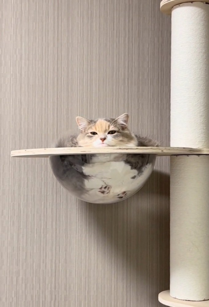 貫禄たっぷりな猫