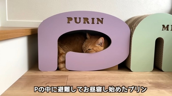 「Pの中に避難してお昼寝し始めたプリン」