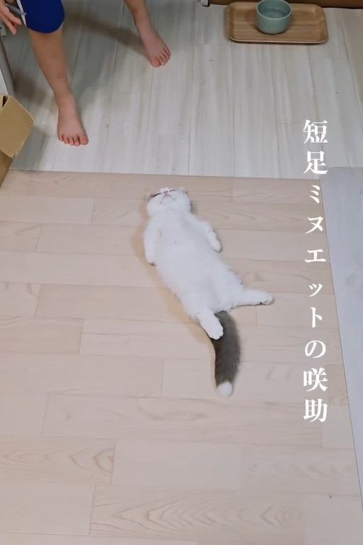 床に仰向けで寝転がる猫