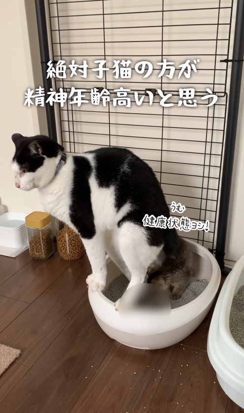 踏ん張る白黒猫のお尻の下に潜り込む子猫