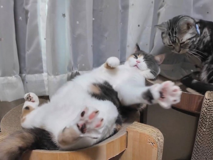 左手で何があったか確認するブリショと見守るアメショ