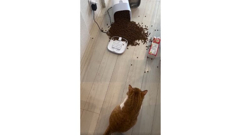 猫と倒れた自動給餌器とカリカリ