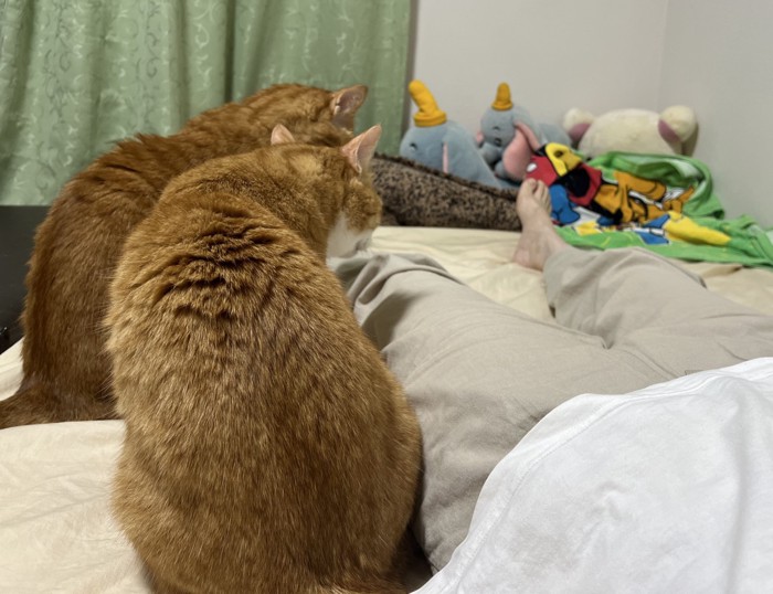 並んで座る2匹の猫