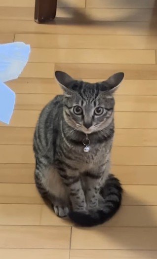 イカ耳で見つめてくる猫