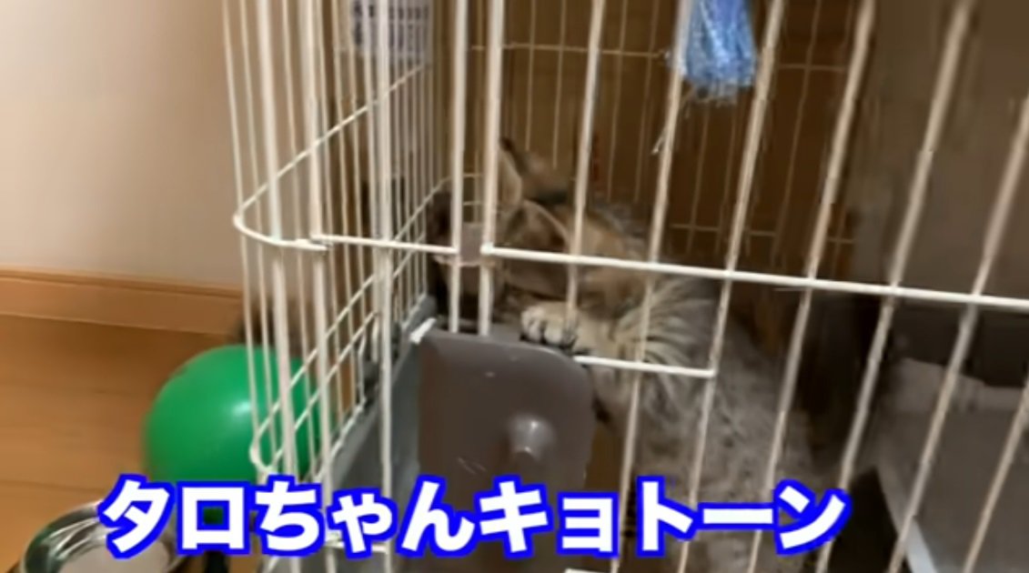 キョトン顔のさばとら子猫