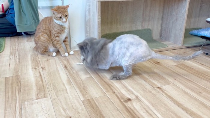 フロアで遊ぶエキゾチックロングヘアと見ている茶トラ猫