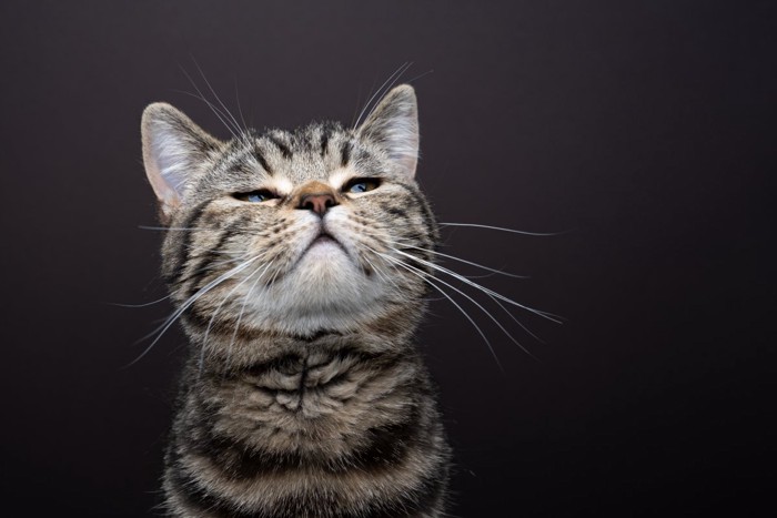 空気のにおいを嗅いでいる？猫