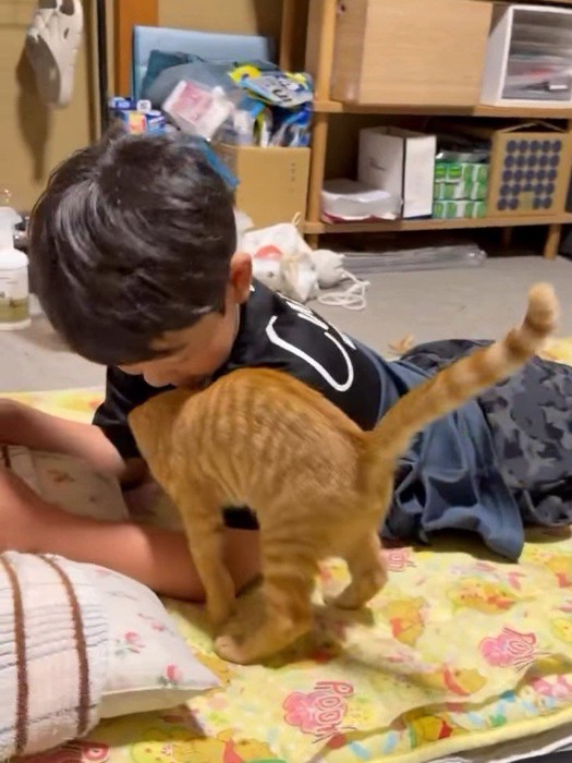 腕の中に入る子猫