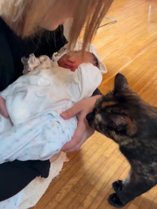 抱っこされた赤ちゃんに近づく猫