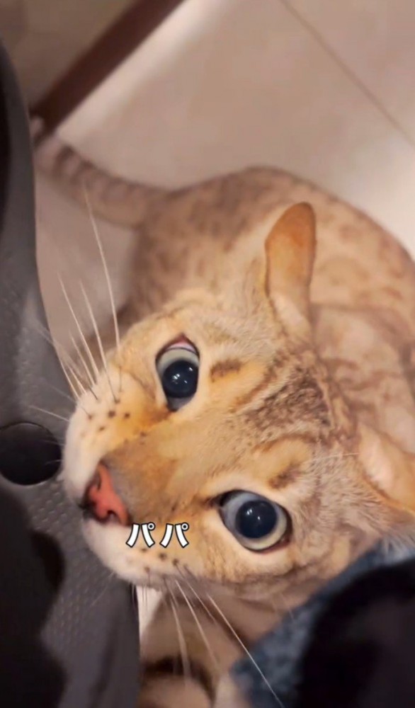 サンダルに噛みつく猫1