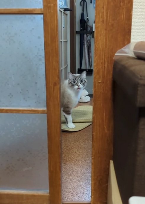 呼ぶ猫