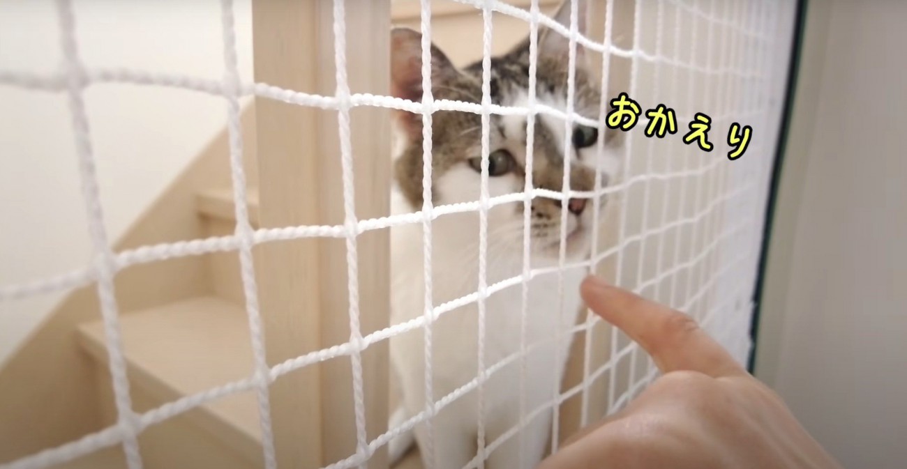ネット越しの猫