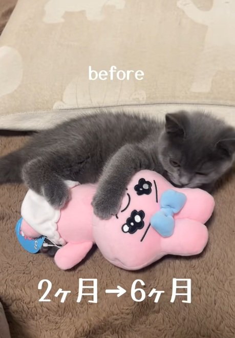 ぬいぐるみを抱いているブリティッシュショートヘアの子猫