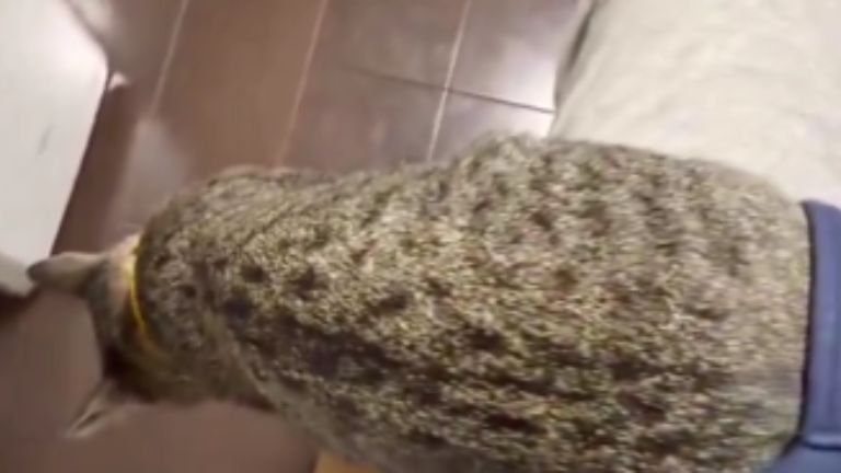 ポケットに入る猫