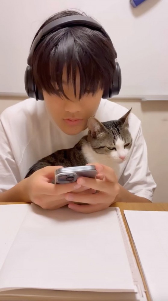 スマホを触る飼い主を横目でみる猫