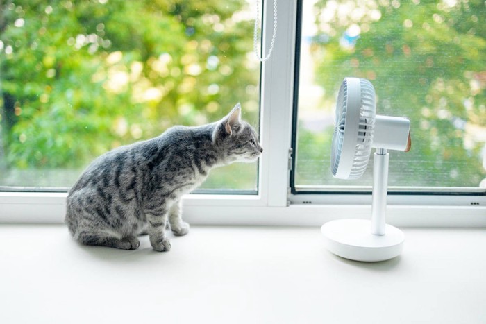 扇風機と猫
