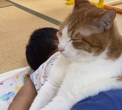 子供の上に乗る猫（猫斜め横アップ）