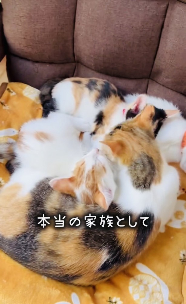 眠る3匹の子猫と子猫をグルーミングする三毛猫