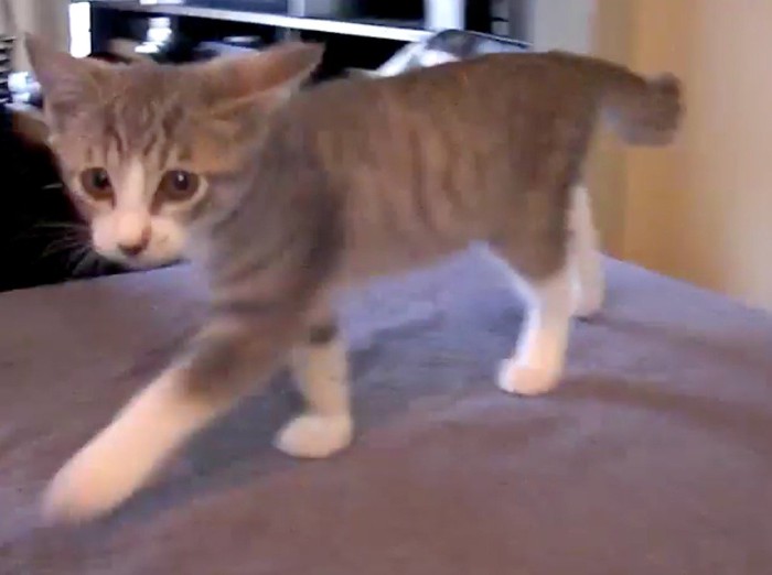 台の上に戻ってきて飼い主を見つめる子猫