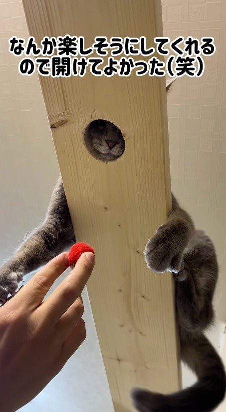 キャットウォークの穴に顔をはめて、飼い主の手にじゃれつく猫