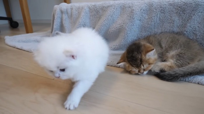 左足を出す子猫