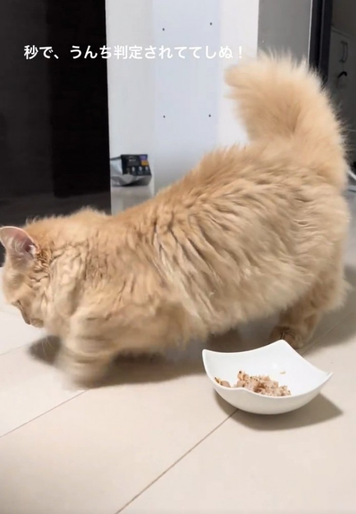 高速ホリホリする猫