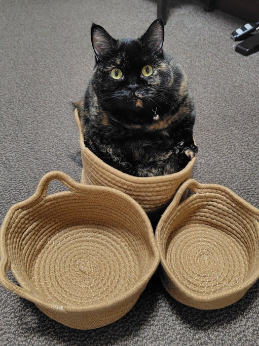 サビ猫が選んだかごに入って座る様子