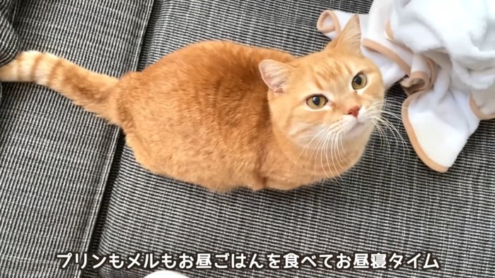 見上げるプリンくん