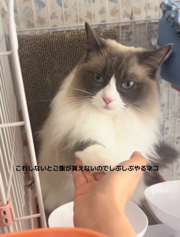 虚無顔のぷあちゃん