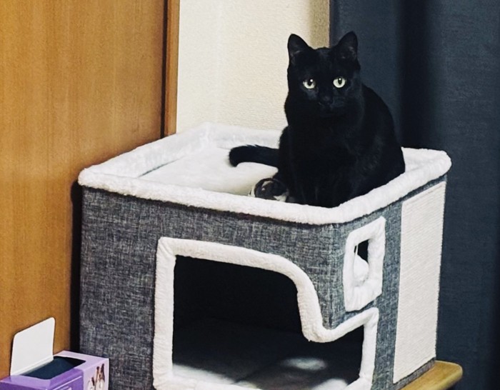 キャットハウスの屋根に座る黒猫