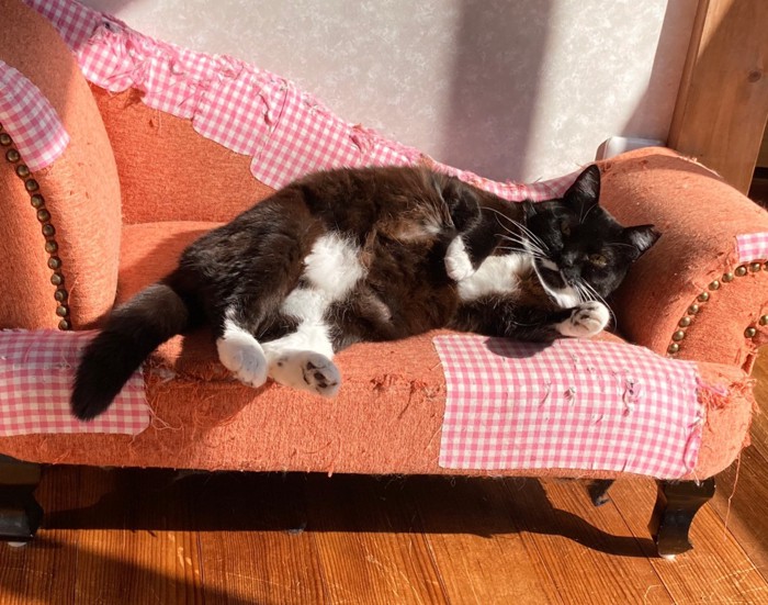 ソファに寝転ぶ猫