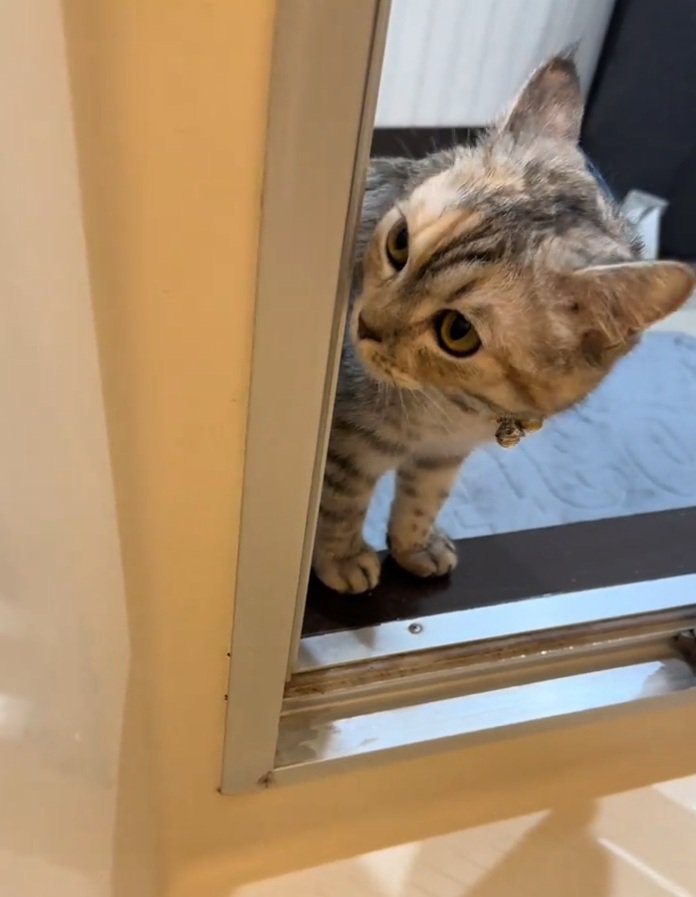 お風呂場に来た猫