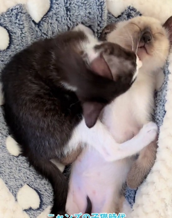 愛が溢れるヒジキちゃん