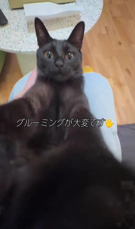 仰向けの猫