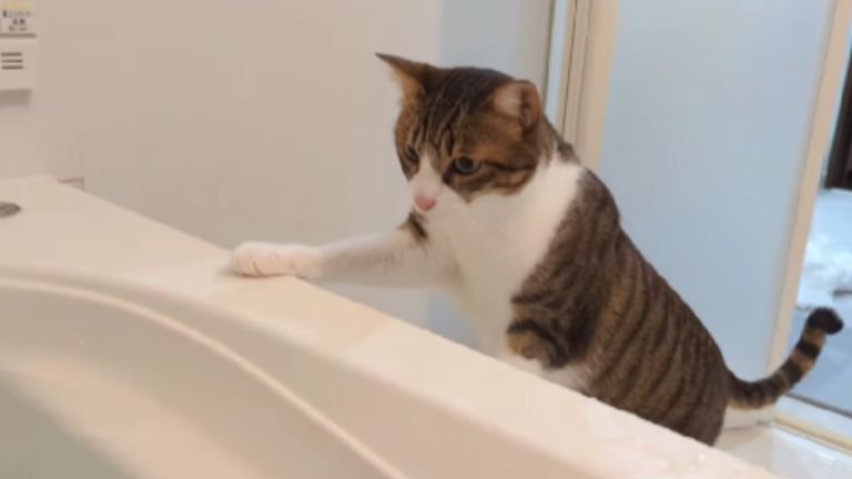 お風呂場にいる猫