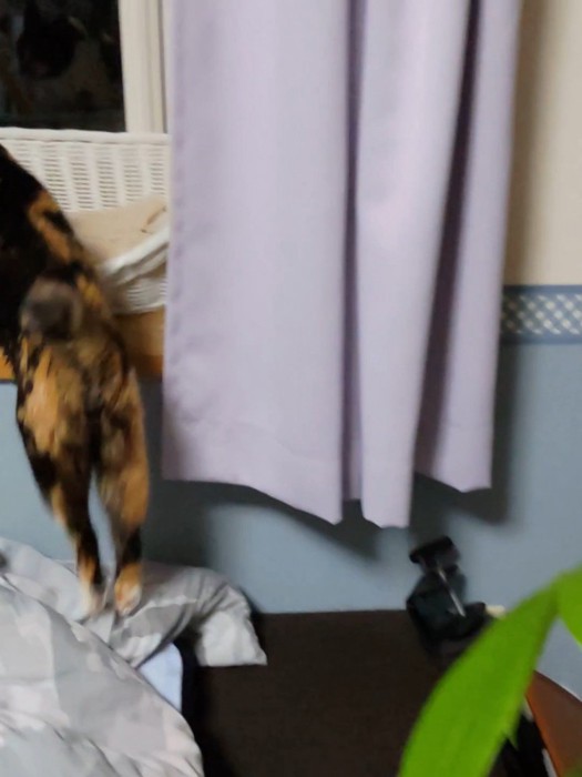 窓際に飛び乗る猫の後ろ足