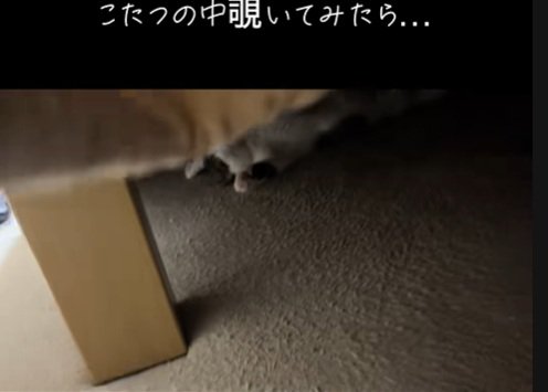 こたつをめくる