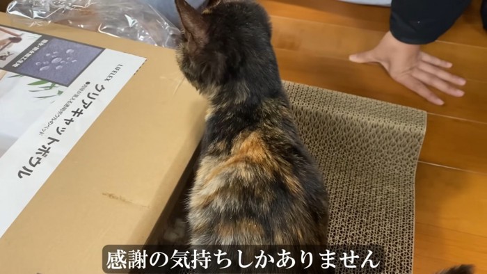 爪とぎにのる子猫