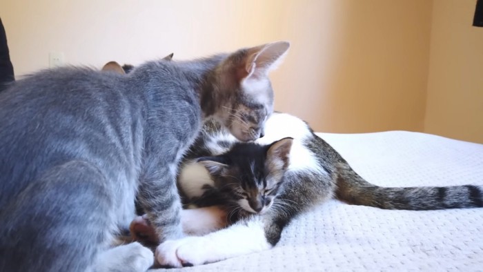 目を閉じる子猫に近づく子猫