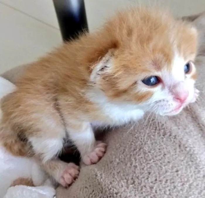 歩こうとする子猫