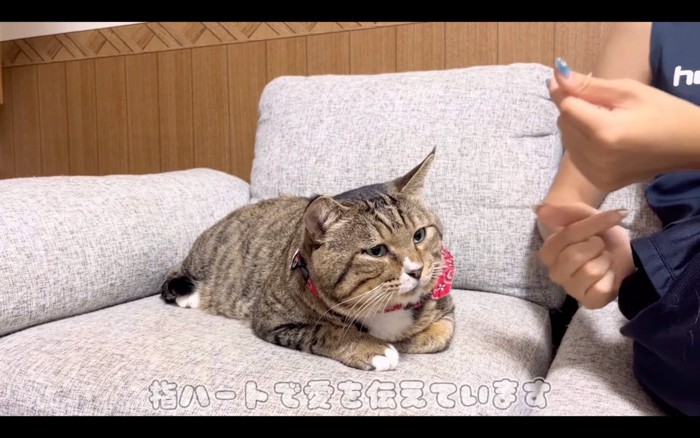 寄り添う猫